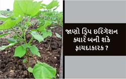નવી ટપક સિંચાઈ લેતા પહેલા ખેતરમાં નવી ટપક સિંચાઈ પદ્ધતિ વસાવતી વખતે કરશો નહિ આ સાત ભૂલો નહિતર પસ્તાવું પડશે જીવનભર