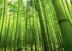 Bamboo Manufacturing Business વાંસ ઉત્પાદનો: વાંસ ઉત્પાદનનો વ્યવસાય તમારી આવકમાં કરશે વધારો, જાણો આ ખાસ વાત