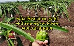 જો ખેડૂત આ ફ્રુટની ખતી કરશે તો વનવિભાગ દ્વારા મળશે સહાય