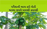 લીક સે હટકે : જાણો કેવી રીતે કરશો પપૈયાની ઉન્નત ખેતી ?