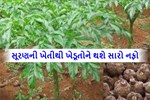 સૂરણની ખેતી ભારે નફો આપે છે, જાણો તેની પદ્ધતિ અને વિશેષતાઓ