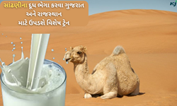 દૂધની માંગને પહોંચી વળવા હવે વેંચાશે સાંઢણીનું દૂધ, શરૂ કરવામાં આવશે વિશેષ ટ્રેન 