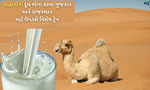 દૂધની માંગને પહોંચી વળવા હવે વેંચાશે સાંઢણીનું દૂધ, શરૂ કરવામાં આવશે વિશેષ ટ્રેન