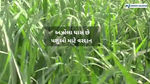Azolla Grass : એઝોલા ઘાસને પ્રાણીઓ માટે પૌષ્ટિક ચારા તરીકે ઓળખવામાં આવે છે. 