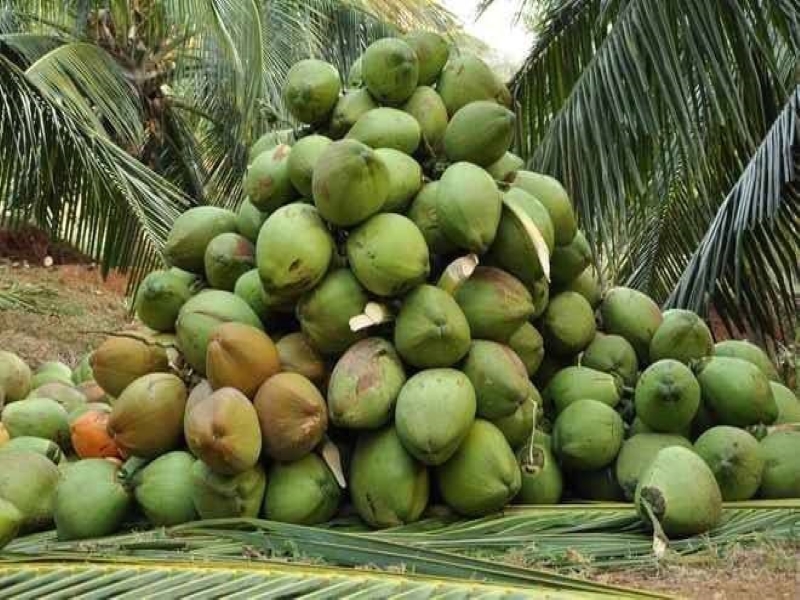 Coconut Farming