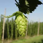 Hop Shoots Vegetable: આ શાકની કિંમત જાણી લાગશે તમને નવાઈ, જાણો કેમ છે ખાસ