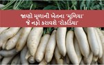 ખેતીની ટેક્નિક : આવી રીતે કરો મૂળાની ખેતી, મળશે મૂળ કરતા વધુ મૂલ્ય