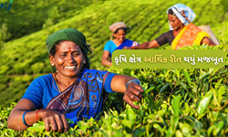 બજેટ 2025 થી પહેલા આર્થિક સર્વેની રિપોર્ટ આવી સામે, કૃષિ ક્ષેત્રને લઈને આવ્યા સકરાત્મક સમાચાર 