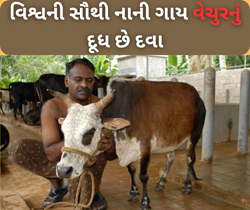 વિશ્વની સૌથી નાની ગાય તરીકે ઓળખાતી કેરળ મૂળની આ ગાયનું દૂધ છે સોનાથી પણ વધુ મોંઘા 