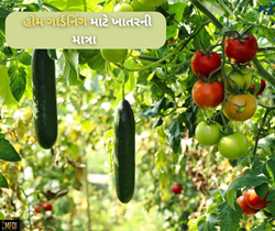 Home Gardening: છોડને કેટલા દિવસના અંતરે ખાતર આપવું જોઈએ, જાણો એક ક્લિકમાં 