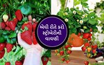 કેવી રીતે કરી શકાય છે સ્ટ્રોબેરીની વાવણી...જાણો
