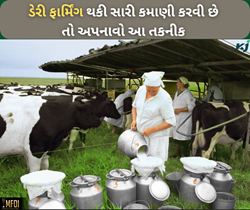 ડેરી ક્ષેત્રમાં ઝંપલાવીને જો કરવી છે મોટી કમાણી તો અપનાવો આ તકનીક