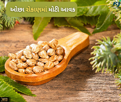 ઓછા રોકાણમાં મોટી આવક જોઈએ છે તો ત્યાંથી મેળવો એરંડાના હાઈબ્રિડ બીજ 