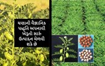 ચણાની વૈજ્ઞાનિક પદ્ધતિ અપનાવી ખેડૂતો સારું ઉત્પાદન મેળવી શકે છે