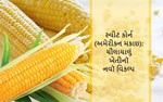 સ્વીટ કોર્ન (અમેરીકન મકાઇ): ચીલાચાલું ખેતીનૉ નવૉ વિકલ્પ