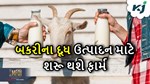 બકરીના દૂધની માંગને જોતા અમૂલ શરૂ કરશે ગુજરાતમાં દૂધ ઉત્પાદન માટે ફાર્મ