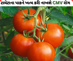 CMV: ટામેટાના પાક માટે ખતરનાક થઈ રહ્યું છે સીએમડબ્લ્યું, આવી રીતે રાખો પાકની સંભાળ