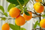 નારંગીનું ઉત્પાદન કરવાની આદર્શ પદ્ધતિને જાણો