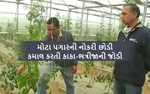માઇક્રોસૉફ્ટની નોકરી છોડી કાકા-ભત્રીજાએ ઉગાડ્યા વિદેશી શાકભાજી, મેળવી રહ્યા છે વિપુલ નફો