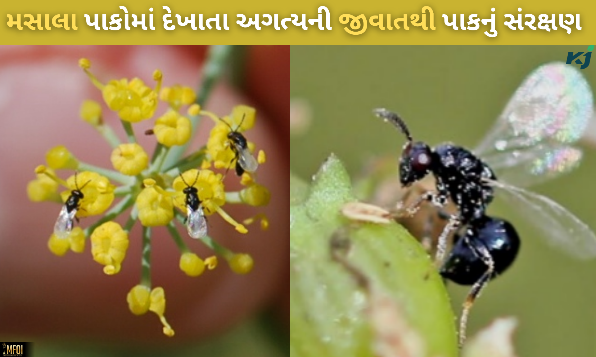 મસાલા પાકોમાં દેખાતા અગત્યના જીવાત