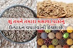 મસાલા પાકોનું ઉત્પાદન વધારવાની ખેત પદ્ધતિઓ ભાગ-1