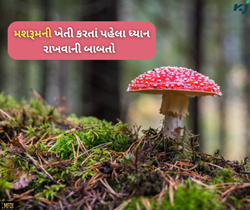 કમાણી કરવી છે બમણી તો મશરૂમની ખેતી કરતા પહેલા આ બાબતોની રાખો કાળજી
