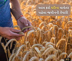 ઘઉંના વાવેતર પહેલા જમીનની તૈયારી છે જરૂરી, વૈજ્ઞાનિકો પાસેથી જાણો સાચી રીત 