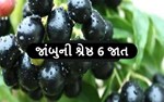 આ છે જાંબુની શ્રેષ્ઠ 6 જાત: ઠળિયો માત્ર નામનો, જ્યારે સ્વાદ હોય છે એકદમ મીઠો મધુર
