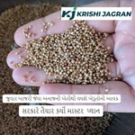  જુવાર બાજરી જેવા અનાજની ખેતીથી વધશે ખેડૂતોની આવક, સરકારે તૈયાર કર્યો પ્લાન