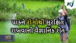 ઘઉં, સરસવ અને શાકભાજીની પાકને રોગોથી બચાવવાની વૈજ્ઞાનિક રીત