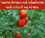 બમ્પર ઉપજ સાથે જોઈતું હોય પૈસાના ઢગલા તો ઓક્ટોબર વાવો ટામેટાંની આ બે જાત
