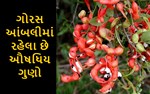 જી હા ! ગોરસ આંબલીમાં રહેલા છે ઔષધિય ગુણો, વાંચો તેને ખાવાથી થશે આ લાભ