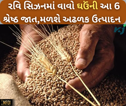 ખેડૂતો માટે બહાર પાડવામાં આવી ઘઉંની 6 શ્રેષ્ઠ જાતો,આમ રજિસ્ટ્રેશન કરીને મંગાવો ઘરે