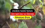 કપાસમાં પાન, ફૂલ અને જીંડવાને નુકસાન કરતી નવી જીવાતો વિષે જાણો