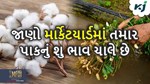 Market Price: જાણો શું છે મગફળી અને કપાસનું બજાર ભાવ