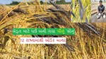 ખેડૂત માટે ઘઉં બની ગયા પીળું 'સોનું', 12 રાજ્યમાંથી ઓર્ડર મળ્યાં.