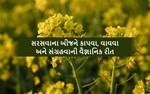 સરસવાના બીજને કાપવા, વાવવા અને સંગ્રહવાની વૈજ્ઞાનિક રીત