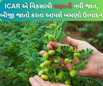 10 વર્ષના સંશોધન પછી આઈસીએઆરએ વિકસાવી ચણાની નવી જાત, બીજી જાતો કરતાં આપે છે વધુ ઉપજ
