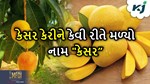 શું છે કેસર કેરીનું ઇતિહાસ, કેવી રીતે મળ્યો “કેસર” નામ જાણો એક ક્લિકમાં