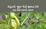 જાણવા જેવું : રવી પાકોમાં નુકસાન કરતી જીવાતો અને તેમનું સંકલિત વ્યવસ્થાપન