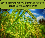 Paddy Farming: ડાંગરની રોપણી માં થઈ ગયો છે વિલંબ તો વાપરો આ નવી ટેક્નિક, વેલી તકે મળશે ઉપજ