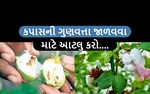 કપાસના પાકમાં આવતી ગુલાબી રંગની ઈયળ પર આ રીતે મેળવો નિયંત્રણ