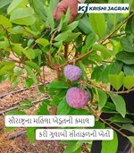 સૌરાષ્ટ્રના  મહિલા ખેડૂતની કમાલ, કરી ગુલાબી સીતાફળની ખેતી, હવે થઇ ગયા માલામાલ 