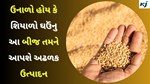 ઉનાળો હોય કે શિયાળો ઘઉંનુ આ બીજ તમને આપશે અઢળક ઉત્પાદન