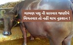 ગાભણભેંસનીસંભાળઆરીતેકરો, પશુપાલકનેક્યારેયનહીંથાયનુકશાન !