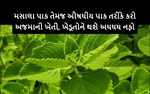 શું તમે અજમાની ખેતી કરીને તમારી આવક વધારવા માંગો છો, જુઓ તેની સંપૂર્ણ પદ્ધતિ