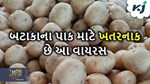 બટાકાના પાકમાં દેખાતું આ વાયરસ કરી દે છે 90 ટકા પાકને બરબાદ