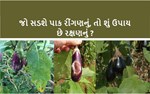 પાક સુરક્ષા : રીંગણના પાકમાં નાના પાંદડાના રોગ અને ફળમાં સડાને લગતા રોગને કેવી રીતે અટકાવશો ?