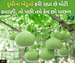 દુધીની ખેતી કરનાર ખેડૂતોએ મેળવી રહ્યા છે સારો નફો, ઓછા ખર્ચે થઈ રહી છે લાખોની કમાણી