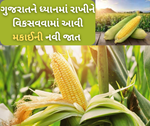 ગુજરાતના ખેડૂતોને કેન્દ્રમાં રાખીને વિકસાવવામાં આવી મકાઈની નવી જાત, લીલા ચારા માટે છે ઉતકૃષ્ટ